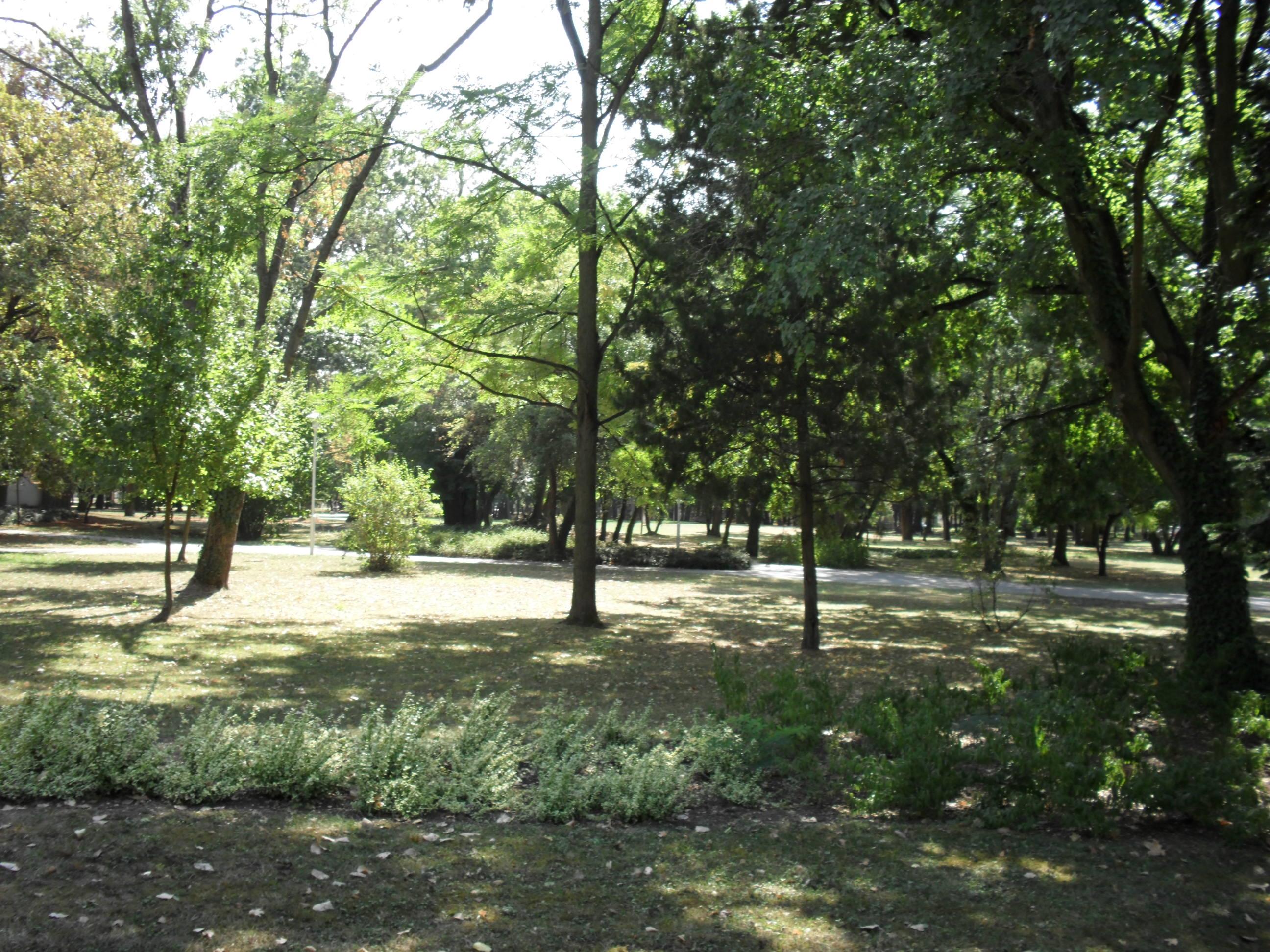 somn mania tancabesti - SAM_0927.JPG